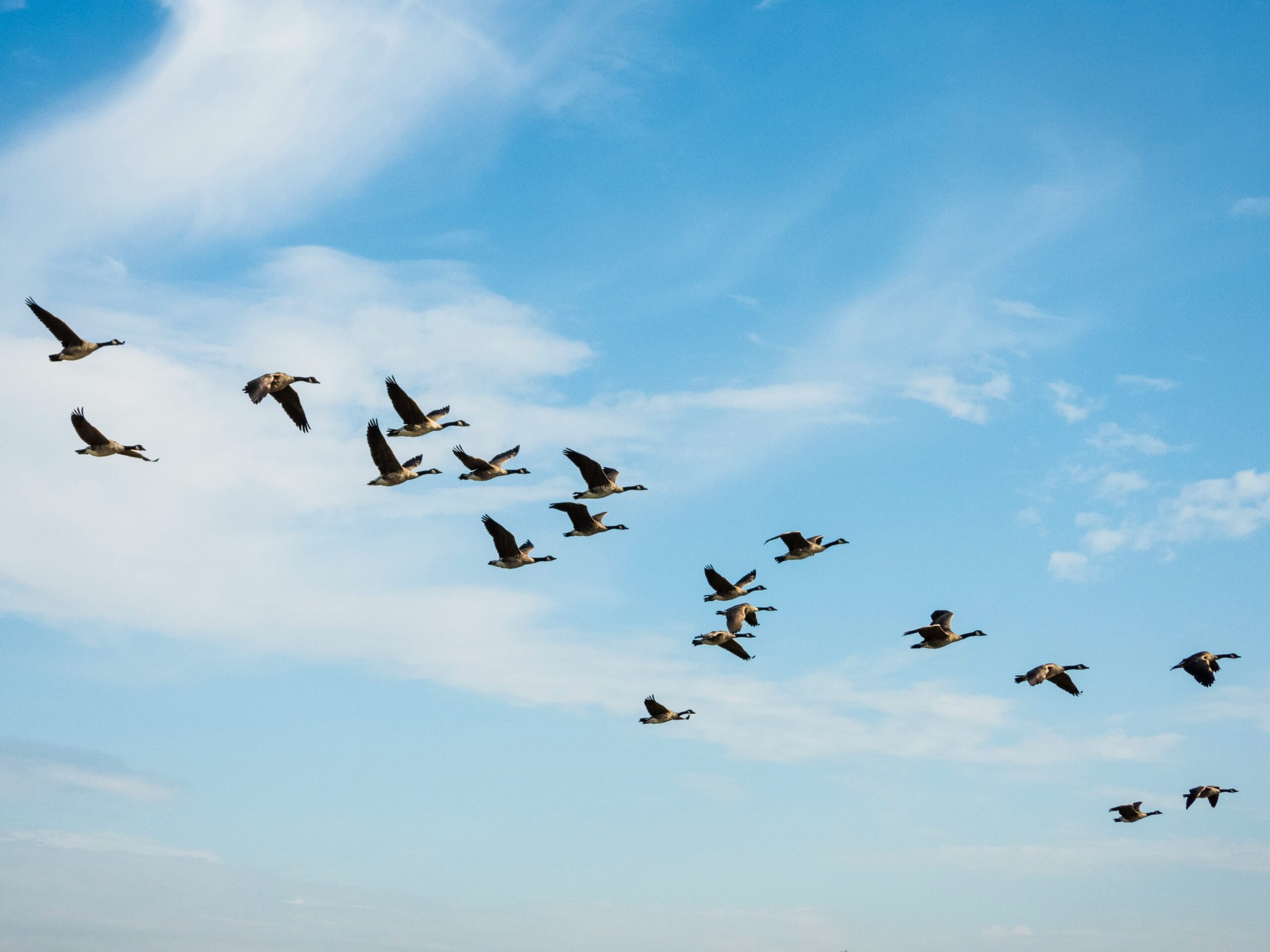 a flock of geese flying against a light blue sky with whispy clouds